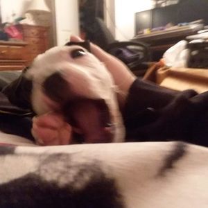 Meet your Posher, Higgins